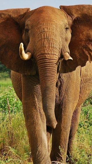 2D1N • Nairobi:2Days Meru National Park Budget Safari in 4WD Jeep