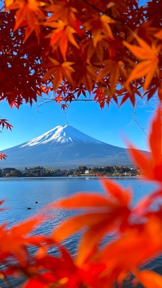 2天1晚 • 富士山＋河口湖、絕美列車之旅「富士山景觀特急」、新倉山淺間公園、明治之森·高尾山、御殿場 Outlets、大石公園
