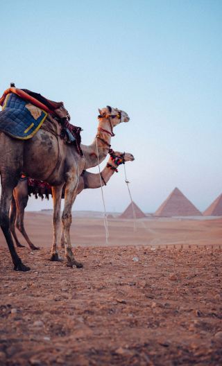8D7N • Cairo + Aswan + Luxor + Red Sea
