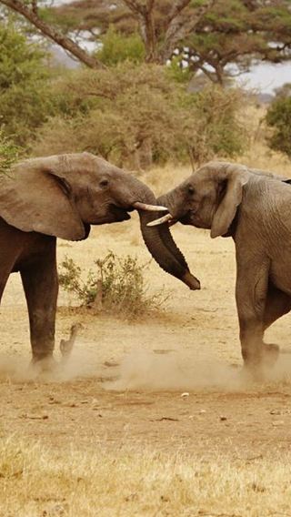 8D7N • Maasai Mara National Reserve + Lake Nakuru National Park + Lake Naivasha + Hells Gate National Park + Amboseli
