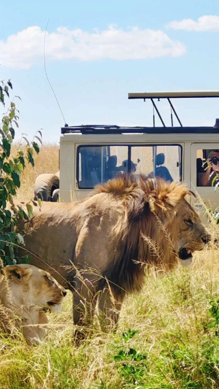 4D3N • Maasai Mara National Reserve in Kenya + Lake Nakuru & 4-Day Safari Adventure