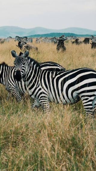 4D3N • Serengeti + Ngorongoro + Tarangire National Park