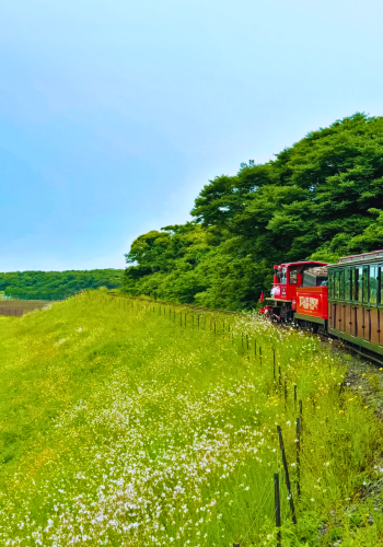 2D1N • Jeju Island East Route 1-Day Private Car Charter - Admission Tickets & Classic Itinerary Included, with Free Upgrade to Meal Booking Service