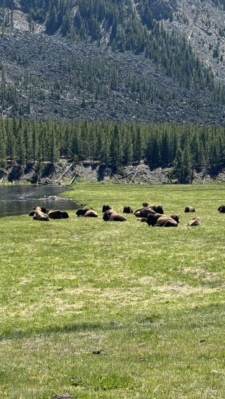 2D1N • West Yellowstone + Yellowstone National Park + Grand Teton National Park