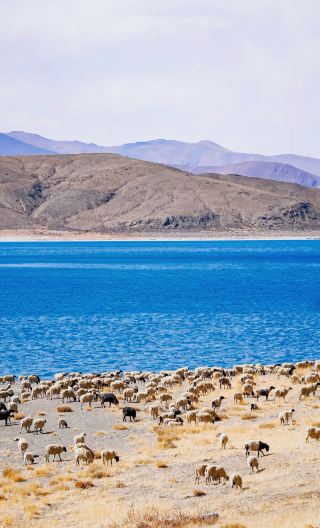 5D4N • Tibet Lhasa + Yamdrok Lake + Potala Palace + Jokhang Temple + Sera Monastery + Drepung Monastery