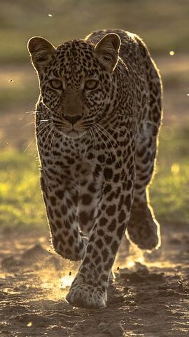 4D3N • 4 Days Safari from Mombasa to Amboseli and Tsavo West and East