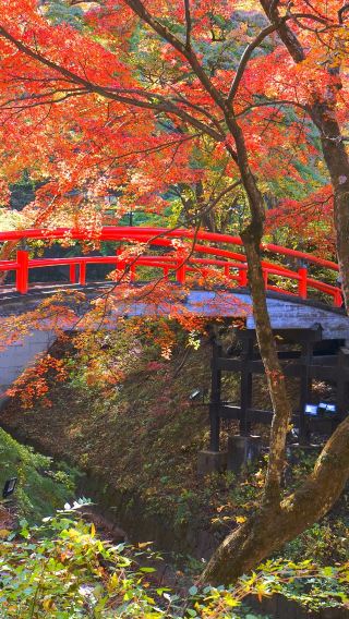 13D12N • Kyushu, Mount Koya, the Japanese Alps and Tokyo