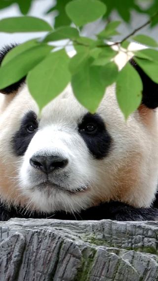 5D4N • Chongqing + Chengdu + Guanghan + Sanxingdui Museum + Chengdu Research Base of Giant Panda Breeding
