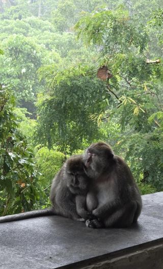 3D2N • Indonesia: Bali + Ubud: Sacred Monkey Forest + Tegallalang Rice Terrace + Tanah Lot Temple + Kanto Lampo Waterfall