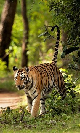 4D3N • Chitwan Jungle Safari Tour from Kathmandu or Pokhara - 4 Days