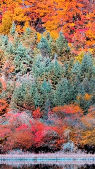8D7N • Autumn Color Tour - Jiuzhaigou + Huanglong + Panda Valley + Dujiangyan + Mt. Siguniang + Leshan Giant Buddha + Mt Emei