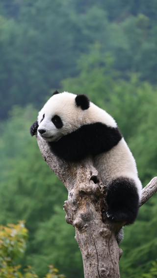 2D1N • Meet lovely giant pandas, arrive conveniently via high-speed rail, enjoy in-depth sightseeing at Jiuzhaigou Scenic Area with a flexible itinerary