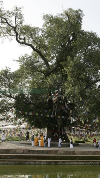 7D6N • 1-Week Buddhist Monastery Retreat in Lumbini