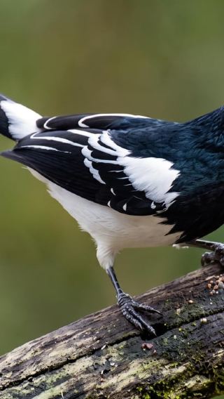 4D3N • From Cusco: 4-Day Manu Cloud Forest Birdwatching Tour