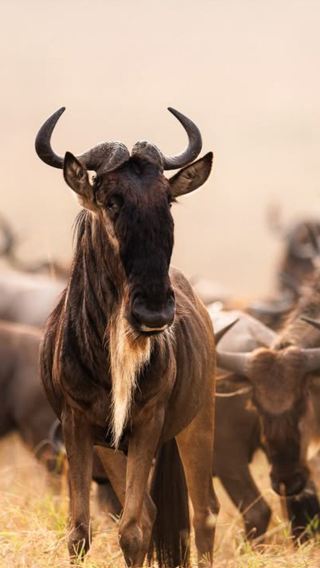 6D5N • Group of 2: Chase the Big Five in the Maasai Mara, cruise on Lake Naivasha, gaze up at the snow capped mountains in Amboseli