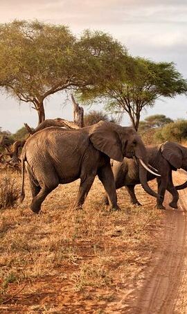 4D3N • 4 Day Serengeti Luxury Tented Safari from Arusha