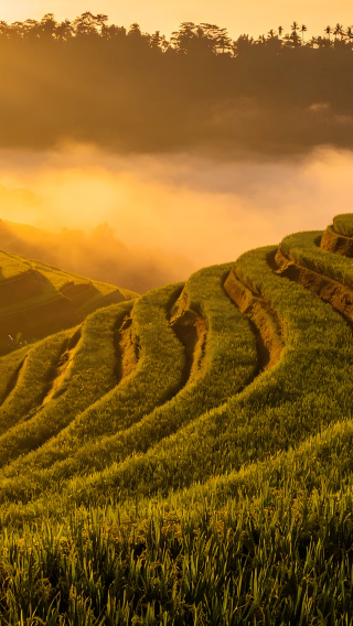 3D2N • Indonesia Bali Island + Kintamani Highland + Tegalalang Rice Terrace + Tanah Lot Temple + Ubud