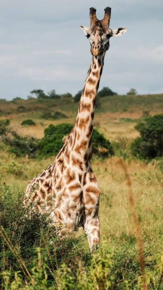 4D3N • Maasai Mara National Reserve + Lake Nakuru National Park