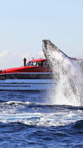 2D1N • Australia Sydney Blue Mountains + Whale Watching Cruise + Taronga Zoo Sydney "Itinerary does not include hotel"