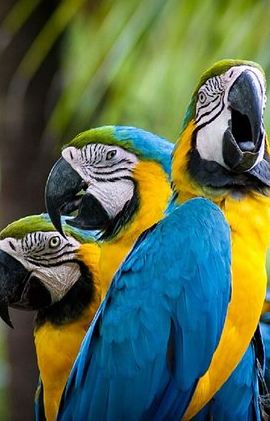 13D12N • Classic Peru with Amazon jungle Travel Package