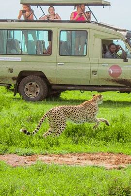 6D5N • 6 Day Tanzania Wildlife Mid range Private Safari