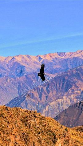 2D1N • 2 days 1 night - Colca Canyon trek from Arequipa