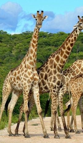 2D1N • 2-Days Safari Tour in Tarangire & Ngorongoro Crater