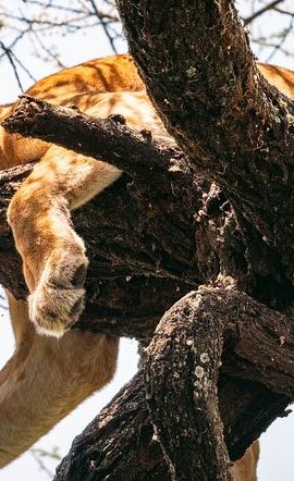 3D2N • Wildlife Extravaganza: Manyara, Tarangire & Ngorongoro in 3 Days