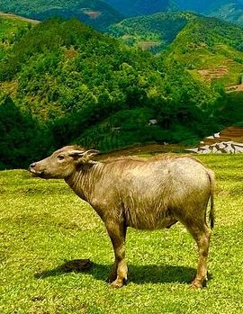 2D1N • Trekking SaPa 2-Day Local Adventure with Homestay & Guide
