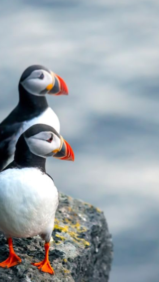 7D6N • Iceland Tour: Blue Lagoon stay, classic attractions & pure nature, customizable private itinerary