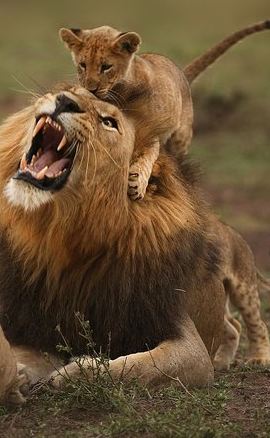 6D5N • 6 Days Masai Mara, Lake Nakuru & Amboseli-Ultimate Kenyan Safari