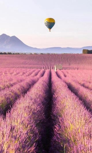 8D7N • France • 5-Star Relais & Châteaux Castle Hotel • Provence Lavender Fields • French Riviera Towns • Pink Salt Lake with Flamingos