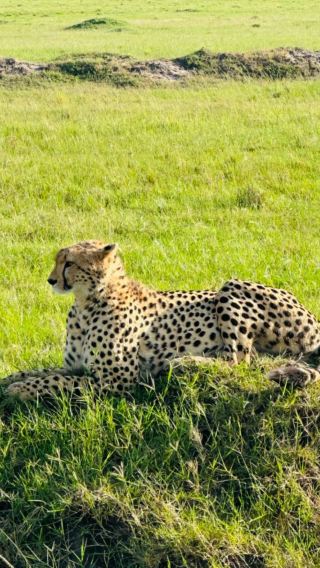 7D6N • Not satisfied with the itinerary,Get free exclusive itinerary planning & Multiple in-depth safaris tracking wildlife in Masai Mara National Reserve
