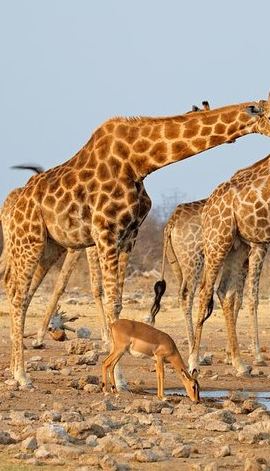 7D6N • 7 Days-Desert adventure, Swakopmund & Etosha Lodging Tour