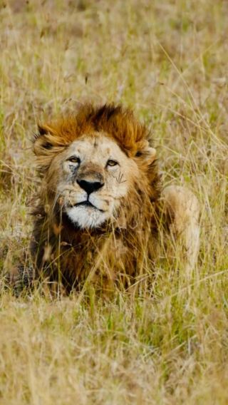 4D3N • Tanzania + Serengeti + Ngorongoro + Wildlife safari tracking