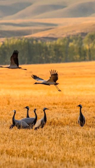 10D9N • 10 days in Ili, Northern Xinjiang: Wander between Sayram Lake's blue and Nalati's green