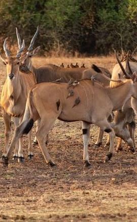 3D2N • 3 Days Explore Selous Game Reserve + Boat safari + bushman walking