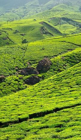 3D2N • 2 Nights Misty Munnar Sightseeing (Private Tour with Car) - Iris Holidays