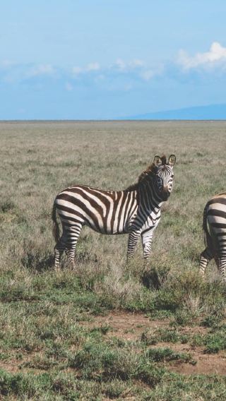 2D1N • 2-Day Arusha visit Ngorongoro Crater and Tarangire Safari