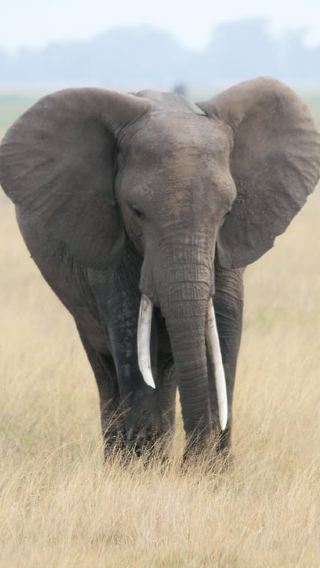 6D5N • Nairobi: 6-Day Safari and Beach Holiday in Kenya