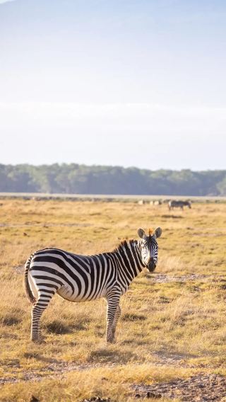 8D7N • 2-person private group: Kenya Masai Mara National Reserve, Lake Naivasha, Amboseli, Nairobi and Lake Nakuru