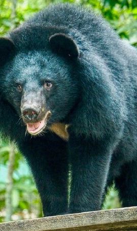 10D9N • 10 Day Ethical Animals Tour Where the Wild Things Roam