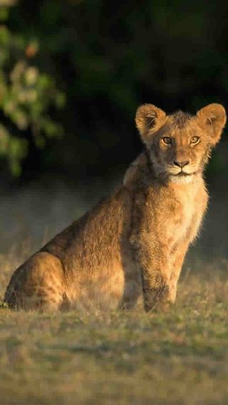 6D5N • Kenya Classic Tour: Queen Elizabeth II's Prairie Coronation - The Legend of the Queen's Night Talk at Treetops