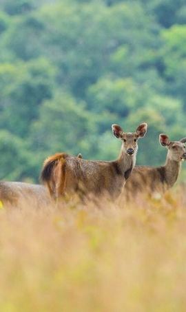 2D1N • Khao Yai National Park 2 Day Tour from Bangkok