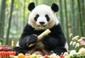 3D2N · Group Tours · Small Group Max 6, Flexible Itinerary - Holiday Inn Express, or Remove Hotel & Self-Book for a Refund. Palace Museum, Great Wall, Summer Palace, Courtyard Peking Opera & Free Panda House Tickets · Small Group Max 6, Flexible Itinerary - Holiday Inn Express, or Remove Hotel & Self-Book for a Refund. Palace Museum, Great Wall, Summer Palace, Courtyard Peking Opera & Free Panda House Tickets
