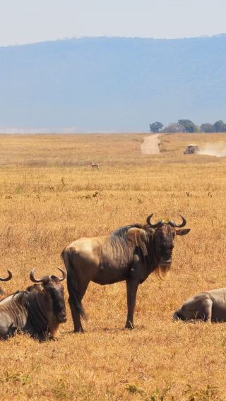 9 วัน 8 คืน • เซเรงเกติ + เกาะแซนซิบาร์ + Ngorongoro + อุทยานแห่งชาติทารังกิเร + อุทยานแห่งชาติทะเลสาบมันยารา