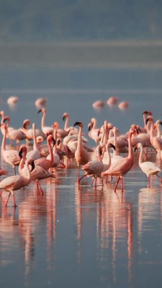 4D3N • Maasai Mara National Reserve + Lake Nakuru National Park