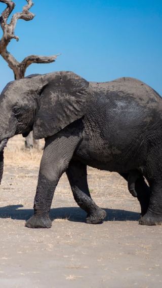 6D5N • 6-Day Tanzania Mid-Range Lodge Safari with Meals