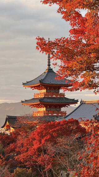 6D5N • Japan + Osaka + Kyoto + Nara City
