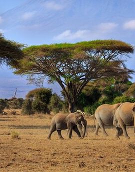 8D7N • 8 Days Combined Kenya And Tanzania Luxury Safari